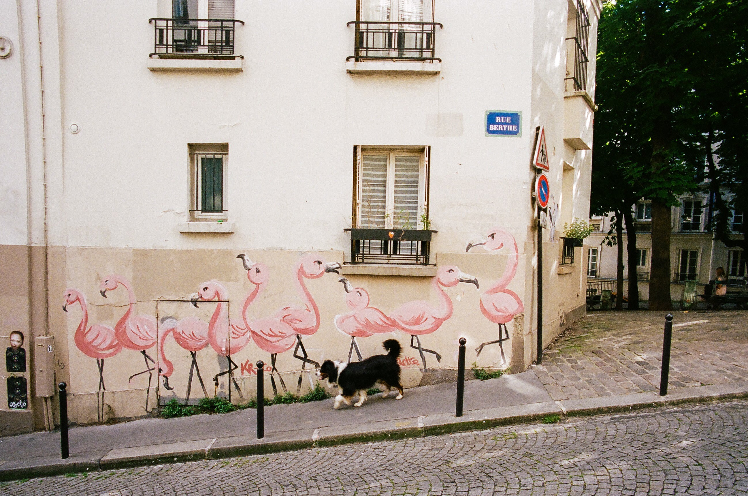 Sauvage à Montmartre