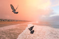 Coastal Flight